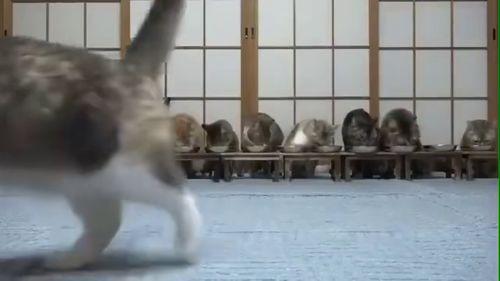 吃瓜吃出外星人视频,吃瓜群众意外捕捉到外星生命？