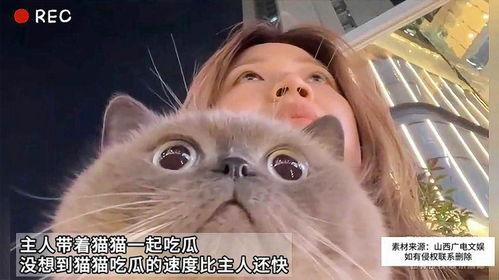 主人与小猫吃瓜的故事视频,瓜田里的温馨食趣时光
