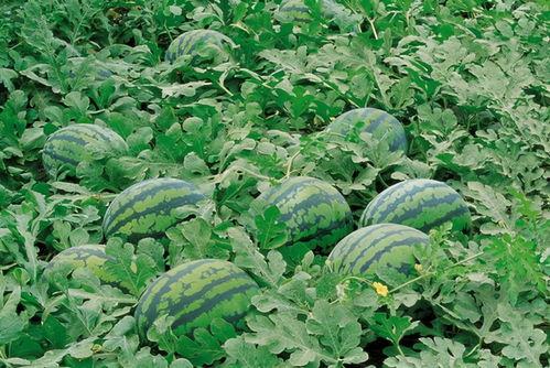 伊犁吃瓜新闻视频大全,趣味横生的视频大全集锦