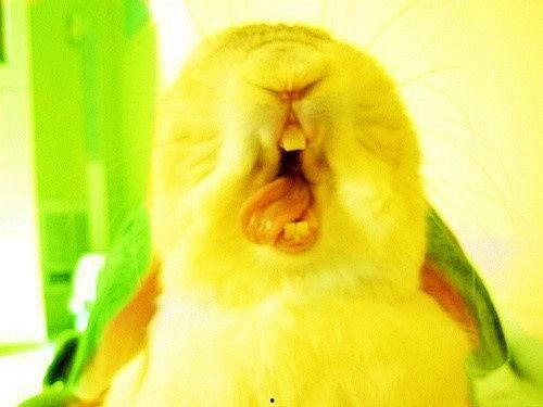 小兔吃瓜烟花视频,欢乐时光尽享童年