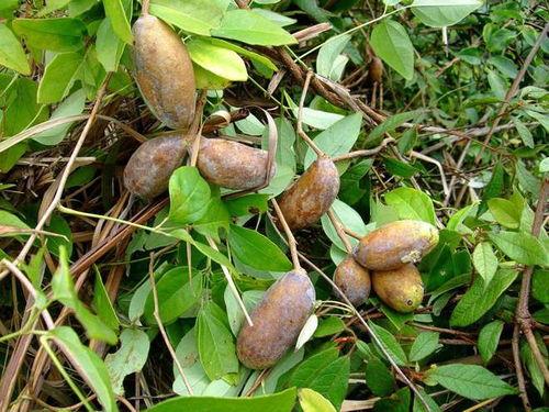 美国人吃八月瓜视频播放,品尝奇特水果引发热议