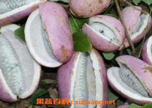 吃八月瓜好吃吗视频大全,视频大全带你品尝夏日清新