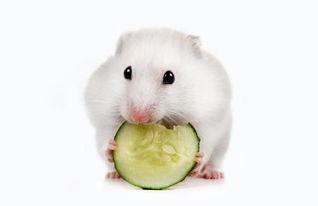 仓鼠可以吃丰收瓜吗视频,仓鼠的新鲜美食探索