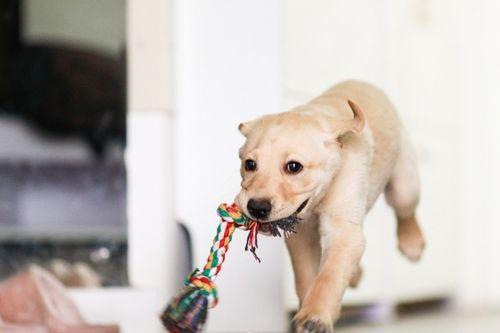 狗狗吃小毛瓜好吗视频,狗狗食用小毛瓜的安全性探讨