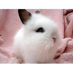 宠物兔吃瓜视频播放下载,宠物兔吃瓜视频播放下载热潮