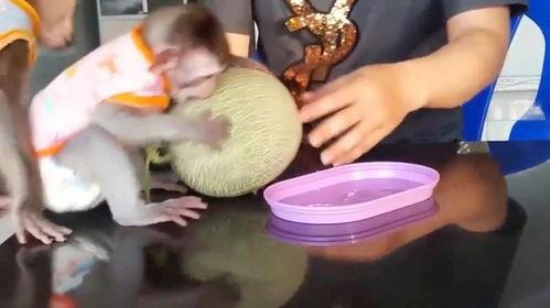 两只小猴子吃哈密瓜视频,两只小猴子欢乐共享哈密瓜