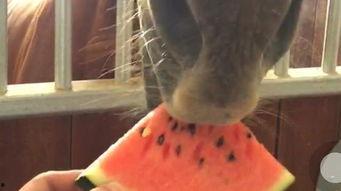 吃瓜真人实拍视频,揭秘吃瓜群众的真实吃瓜瞬间