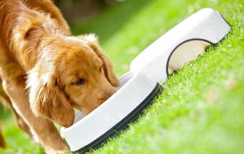 狗吃梨瓜做法视频大全集