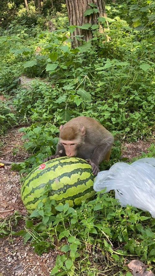 猴子吃瓜视频西瓜,猴子欢乐吃瓜瞬间