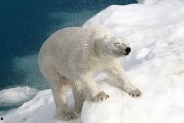 北极熊吃瓜小能手视频,萌态十足引网友热议