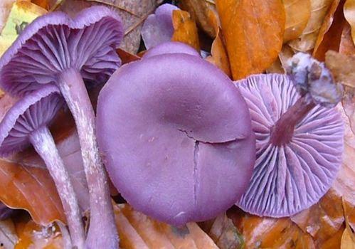 紫色滤镜的吃瓜视频