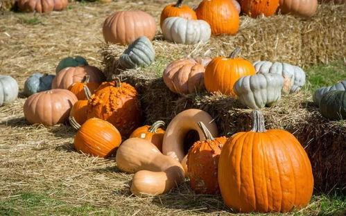 群众吃芥瓜视频真实吗,真实还是炒作？