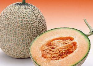 狗崽吃哈密瓜的视频