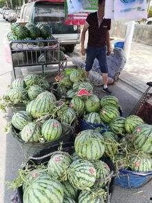 洛阳文化吃瓜事件视频,一场网络热议背后的文化碰撞