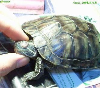 巴西龟吃瓜视频大全集,瓜果盛宴视频大全集