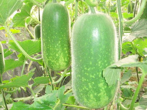 常州跳舞吃瓜视频大全,吃瓜群众围观视频大盘点