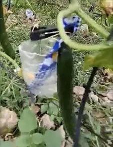 兖州北湖吃瓜事件真相视频,真相视频曝光背后的真相