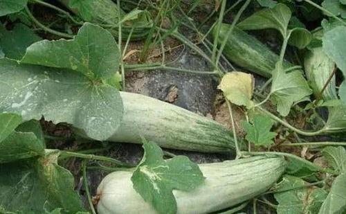 酥瓜发红可以吃吗视频,美味可口的食用指南