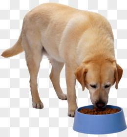 狗狗吃瓜素材视频下载大全,视频素材大全集锦