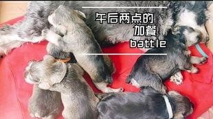 小狗吃小瓜视频下载大全