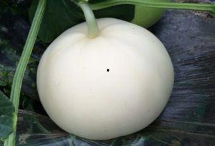 梨瓜怎么吃才香甜视频教程