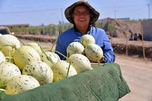 藏族吃瓜事件网红视频,一场美食与文化的碰撞