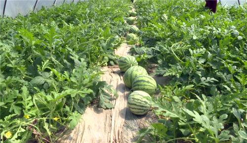 韩城最近吃瓜事件视频