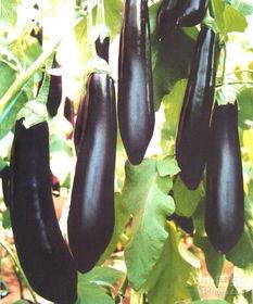 孩子吃茄瓜视频大全图片,趣味视频大全，开启味蕾新体验