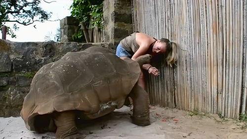 老王八吃瓜视频